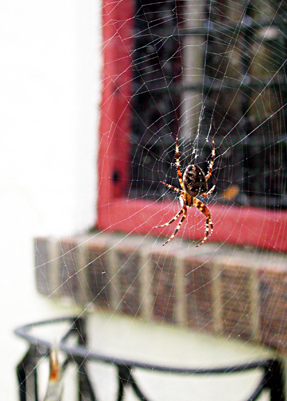 Spider, October 2001