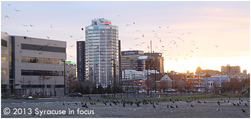 Crows near Washington Street